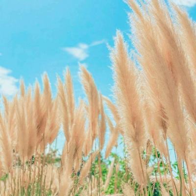 玄天剑宗手游最新版下载